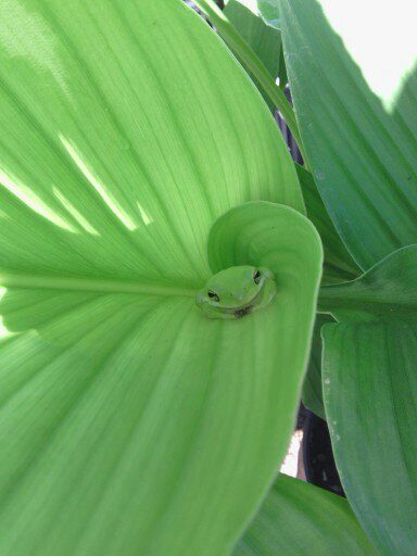 Buy Fresh Turmeric Root